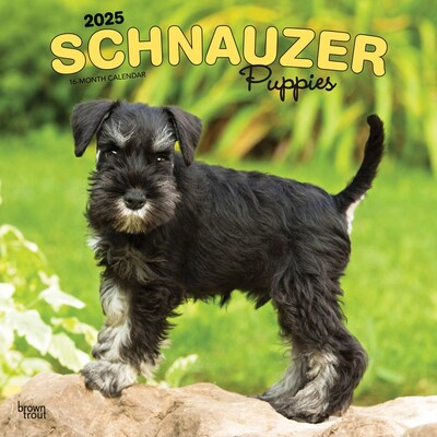 2025 BrownTrout Schnauzer Puppies 12 x 12 Monthly  Wall Calendar (9781975475666)