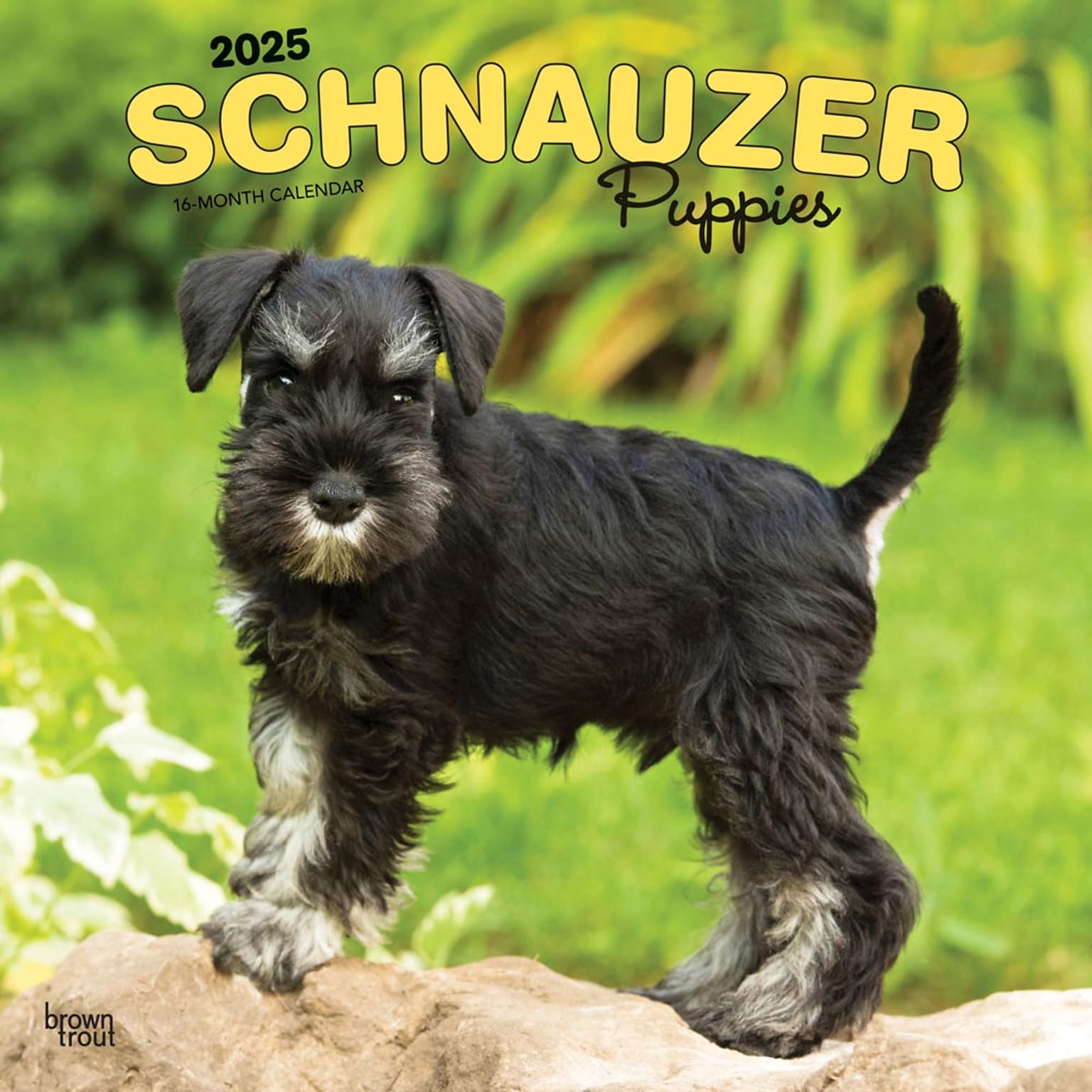 2025 BrownTrout Schnauzer Puppies 12 x 12 Monthly  Wall Calendar (9781975475666)