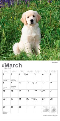 2026 BrownTrout Golden Retriever Puppies 7" x 7" Monthly Wall Calendar (9798330703456)