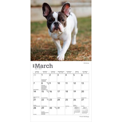2027 BrownTrout French Bulldogs 7" x 7" Monthly Wall Calendar, Assorted Colors (9798330709991)