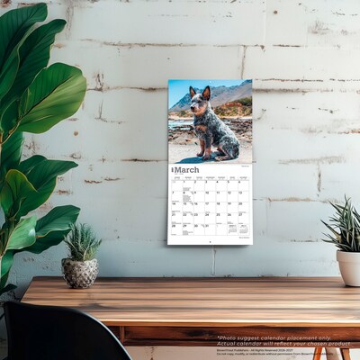 2027 BrownTrout Blue Heelers 7" x 7" Monthly Wall Calendar, Assorted Colors (9798330709908)