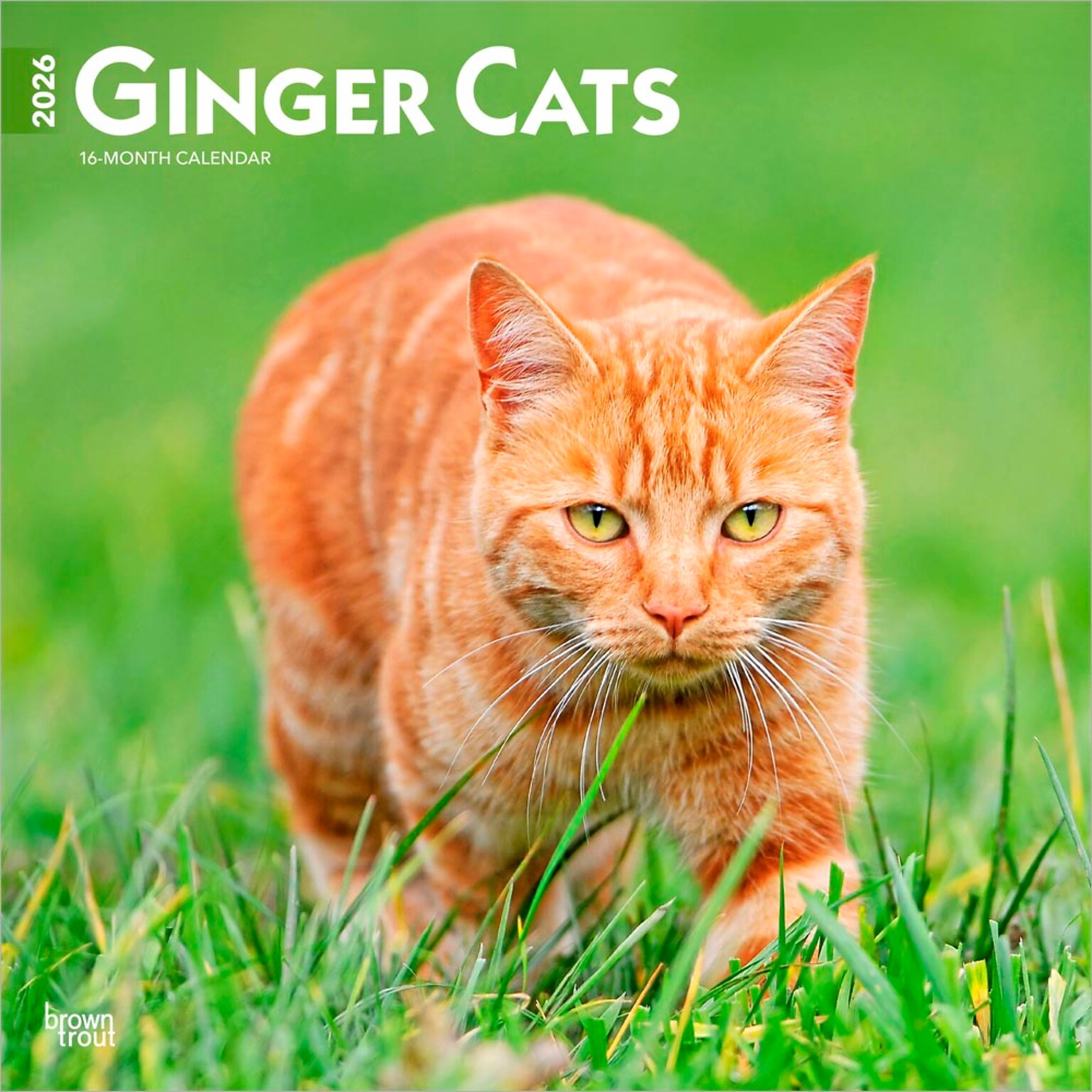 2026 BrownTrout Ginger Cats 12 x 12 Monthly Wall Calendar (9798330703425)