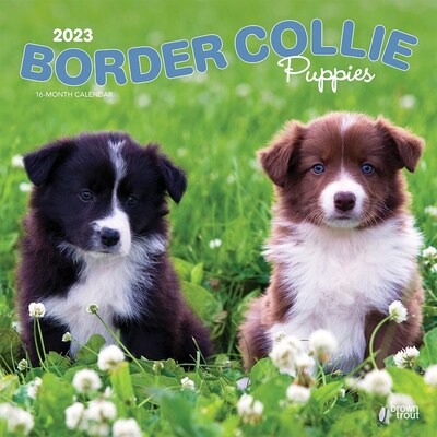 2023 BrownTrout Border Collie Puppies 12 x 24 Monthly Wall Calendar, (9781975451257)