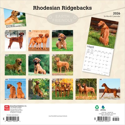 2026 BrownTrout Rhodesian Ridgebacks 12 x 12 Monthly Wall Calendar (9798330705337)