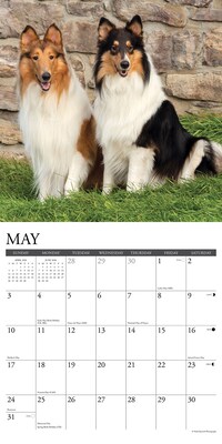 2026 Willow Creek Collies 12" x 12" Monthly Wall Calendar (50804)