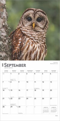 2025 BrownTrout Owls 12" x 12" Monthly Wall Calendar (9781975477509)