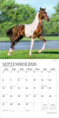 2026 Plato Magnificent Horses 12" x 12" Monthly Wall Calendar (9798330706846)