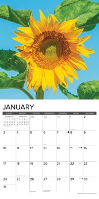 2027 Willow Creek Sunflowers 12" x 12" Monthly Wall Calendar, Assorted Colors (62494)