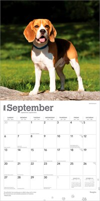2026 BrownTrout Beagles 12" x 12" Monthly Wall Calendar (9798330702381)