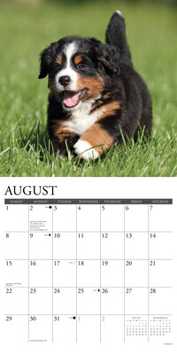 2027 Willow Creek Bernese Mountain Puppies 12" x 12" Monthly Wall Calendar, Assorted Colors (59142)