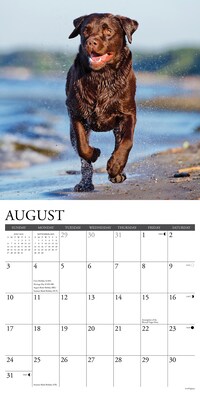 2025 Willow Creek Just Chocolate Labs 12" x 12" Monthly Wall Calendar (42359)