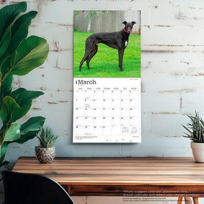 2027 BrownTrout Greyhounds 12" x 12" Monthly Wall Calendar (9798330712502)