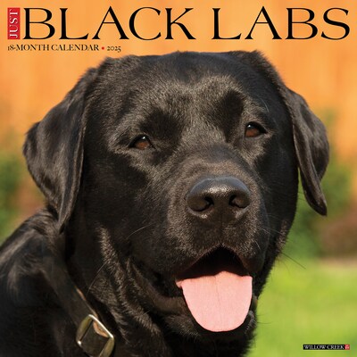 2025 Willow Creek Just Black Labs 12 x 12 Monthly Wall Calendar, Multicolor (41864)