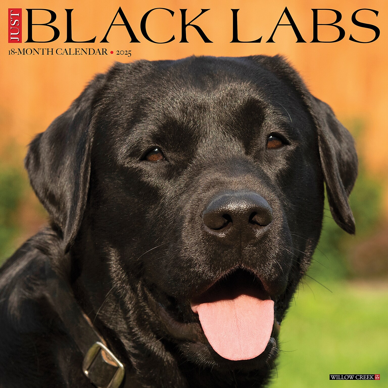 2025 Willow Creek Just Black Labs 12 x 12 Monthly Wall Calendar, Multicolor (41864)