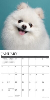 2026 Willow Creek Pomeranians 12" x 12" Monthly Wall Calendar (52426)