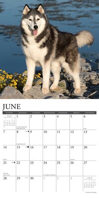 2026 Willow Creek Siberian Huskies 12" x 12" Monthly Wall Calendar (52792)