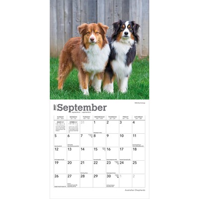 2027 BrownTrout Australian Shepherds 7" x 7" Monthly Wall Calendar, Assorted Colors (9798330709878)