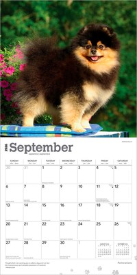 2026 BrownTrout Pomeranians 12" x 12" Monthly Wall Calendar (9798330705153)