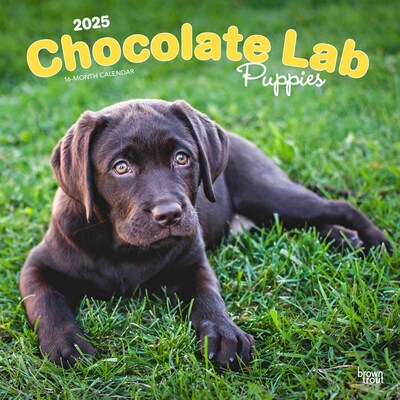 2025 BrownTrout Chocolate Labrador Retriever Puppies 12 x 12 Monthly  Wall Calendar (9781975477325