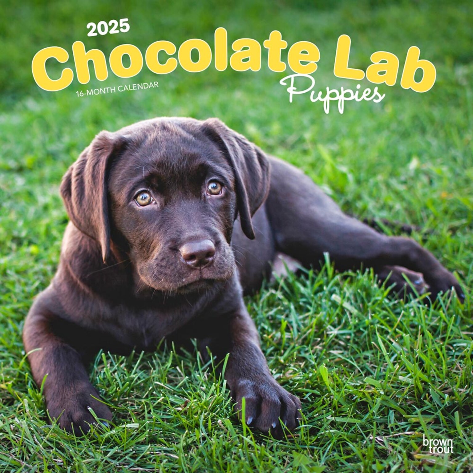 2025 BrownTrout Chocolate Labrador Retriever Puppies 12 x 12 Monthly  Wall Calendar (9781975477325)