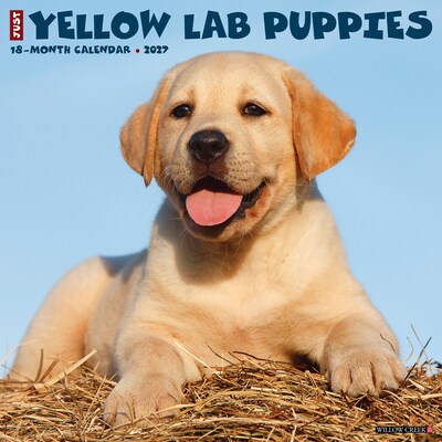 2027 Willow Creek Yellow Lab Puppies 12 x 12 Monthly Wall Calendar, Assorted Colors (63088)