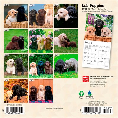 2026 BrownTrout Lab Puppies 7 x 7 Monthly Wall Calendar (9798330704163)