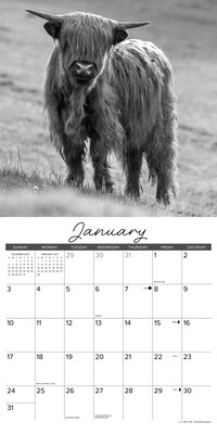 2027 Willow Creek Highland Cows B&W 12" x 12" Monthly Wall Calendar (60674)