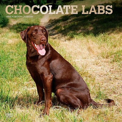 2023 BrownTrout Chocolate Labrador Retrievers 12 x 12 Monthly Wall Calendar, (9781975451981)