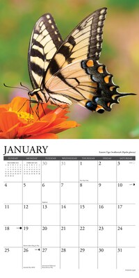 2026 Willow Creek Butterflies 12" x 12" Monthly Wall Calendar (50453)