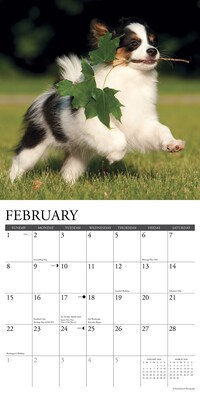 2026 Willow Creek Papillons 12" x 12" Monthly Wall Calendar (52303)