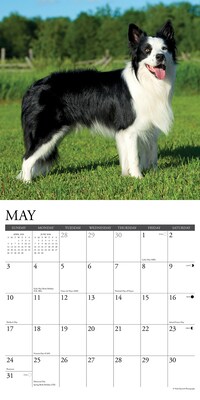 2026 Willow Creek Border Collies 12" x 12" Monthly Wall Calendar (50323)