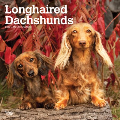 2025 BrownTrout Longhaired Dachshunds 12 x 24 Monthly Square Wall Calendar, (9781975478186)