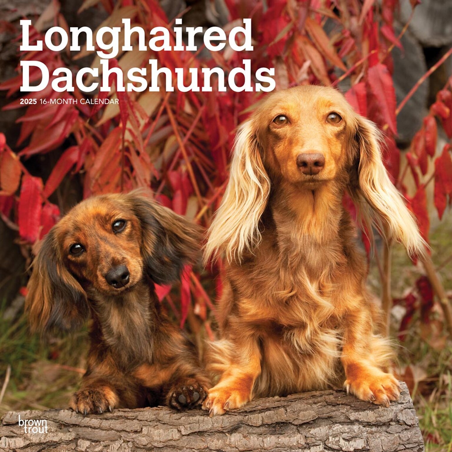 2025 BrownTrout Longhaired Dachshunds 12 x 24 Monthly Square Wall Calendar, (9781975478186)