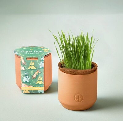 Modern Sprout Pet Tiny Terracotta Grow Kits - Good Dog Greens