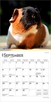 2026 BrownTrout Guinea Pigs 7" x 7" Monthly Wall Calendar (9798330703562)