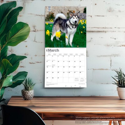 2026 BrownTrout Alaskan Malamutes 12" x 12" Monthly Wall Calendar (9798330702053)