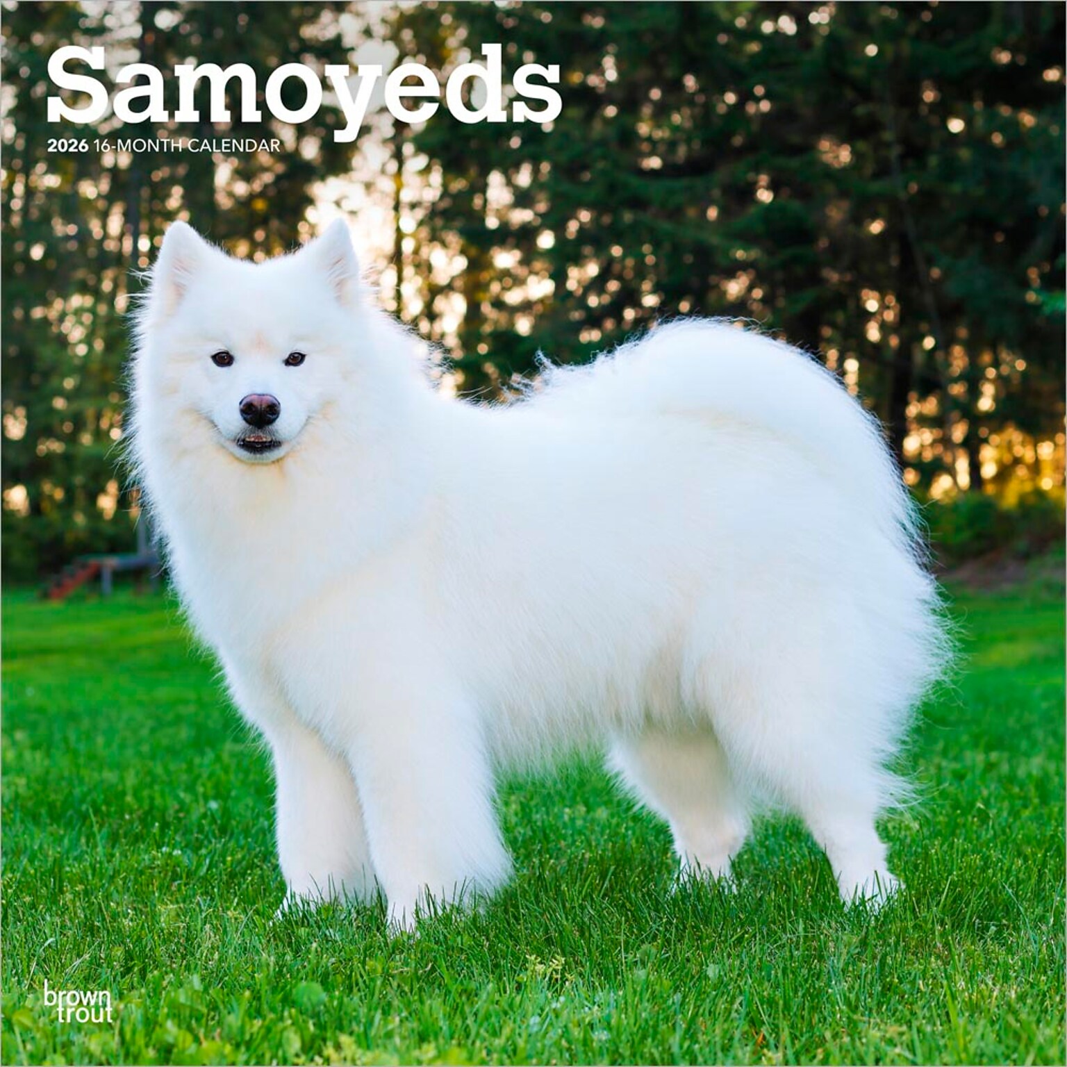2026 BrownTrout Samoyeds 12 x 12 Monthly Wall Calendar (9798330705412)