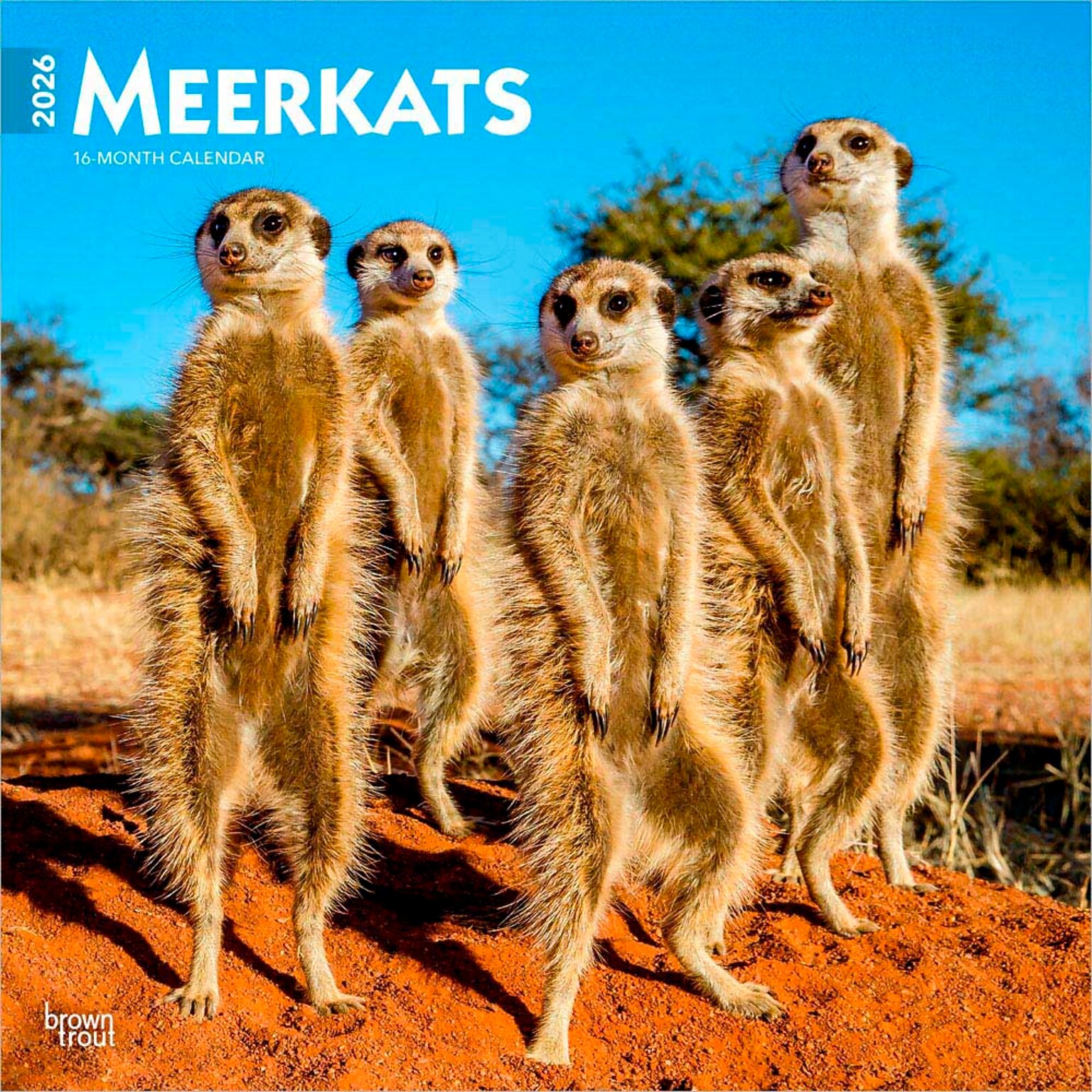 2026 BrownTrout Meerkats 12 x 12 Monthly Wall Calendar (9798330704545)