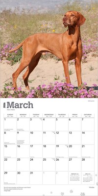 2026 BrownTrout Vizslas 12" x 12" Monthly Wall Calendar (9798330706167)
