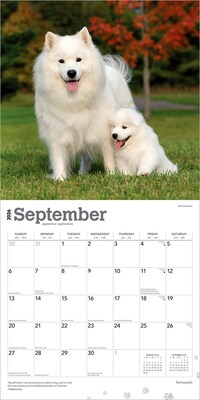 2026 BrownTrout Samoyeds 12" x 12" Monthly Wall Calendar (9798330705412)