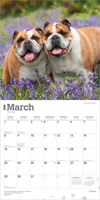 2026 BrownTrout Bulldogs 12" x 12" Monthly Wall Calendar (9798330703210)