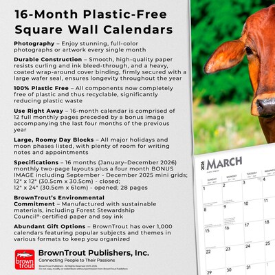 2026 BrownTrout Cows 12" x 12" Monthly Wall Calendar (9798330703067)