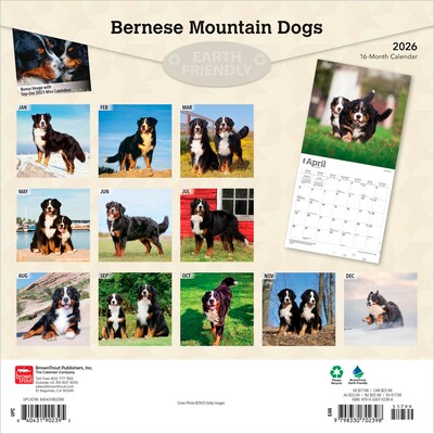 2026 BrownTrout Bernese Mountain Dogs 12 x 12 Monthly Wall Calendar (9798330702398)