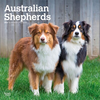 2027 BrownTrout Australian Shepherds 12 x 12 Monthly Wall Calendar (9798330712205)