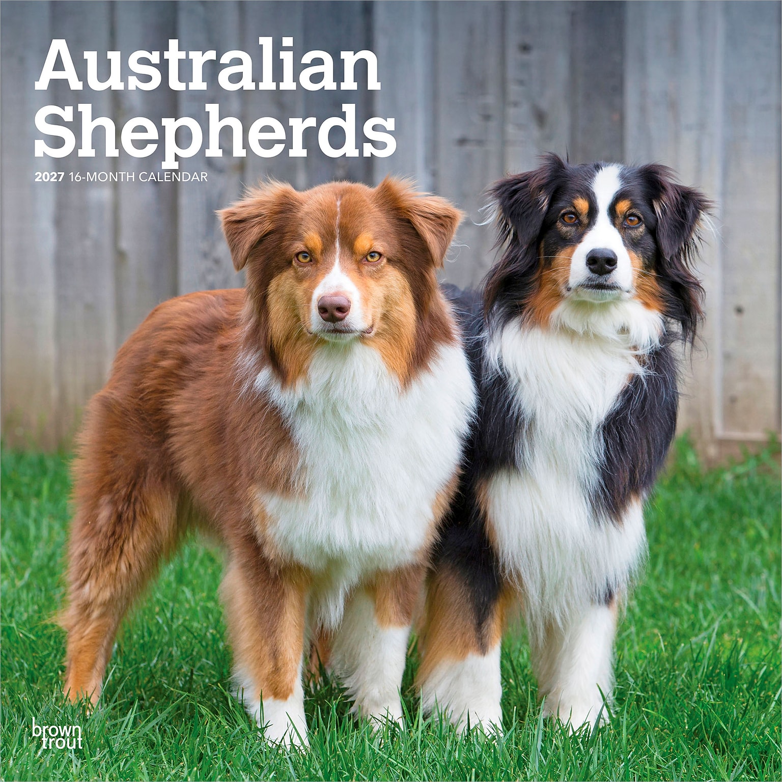 2027 BrownTrout Australian Shepherds 12 x 12 Monthly Wall Calendar (9798330712205)