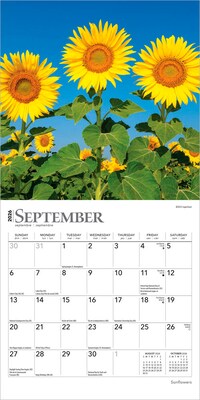 2026 BrownTrout Sunflowers 7" x 7" Monthly Wall Calendar (9798330705689)