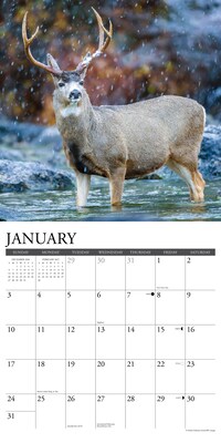 2027 Willow Creek Mule Deer 2027 12" x 12" Wall Calendar 12" x 12" Monthly Wall Calendar, Assorted Colors (61350)