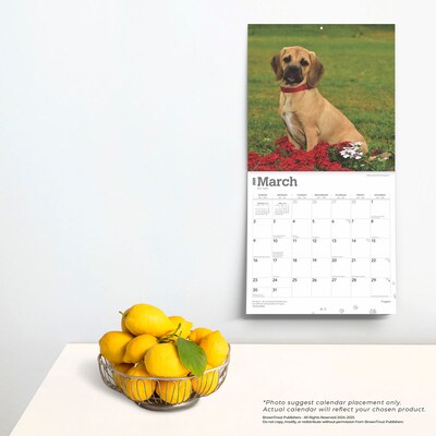 2025 BrownTrout Puggles 12" x 12" Monthly Square Wall Calendar (9781975477578)