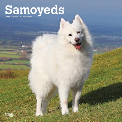 2025 BrownTrout Samoyeds 12 x 12 Monthly Square Wall Calendar (9781975477660)