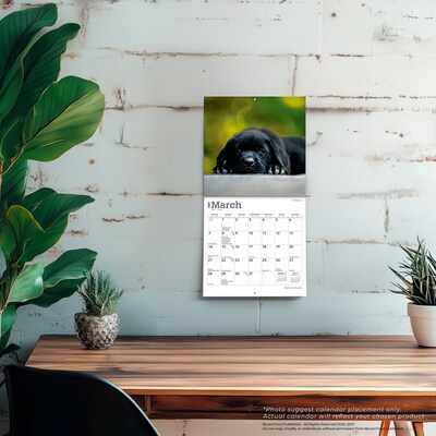 2027 BrownTrout Black Labrador Retriever Puppies 7" x 7" Monthly Wall Calendar (9798330714315)
